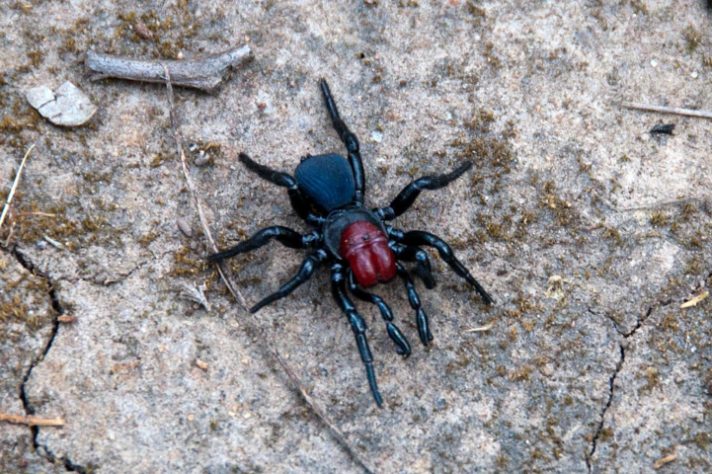 Aranha-rato (Missulena)