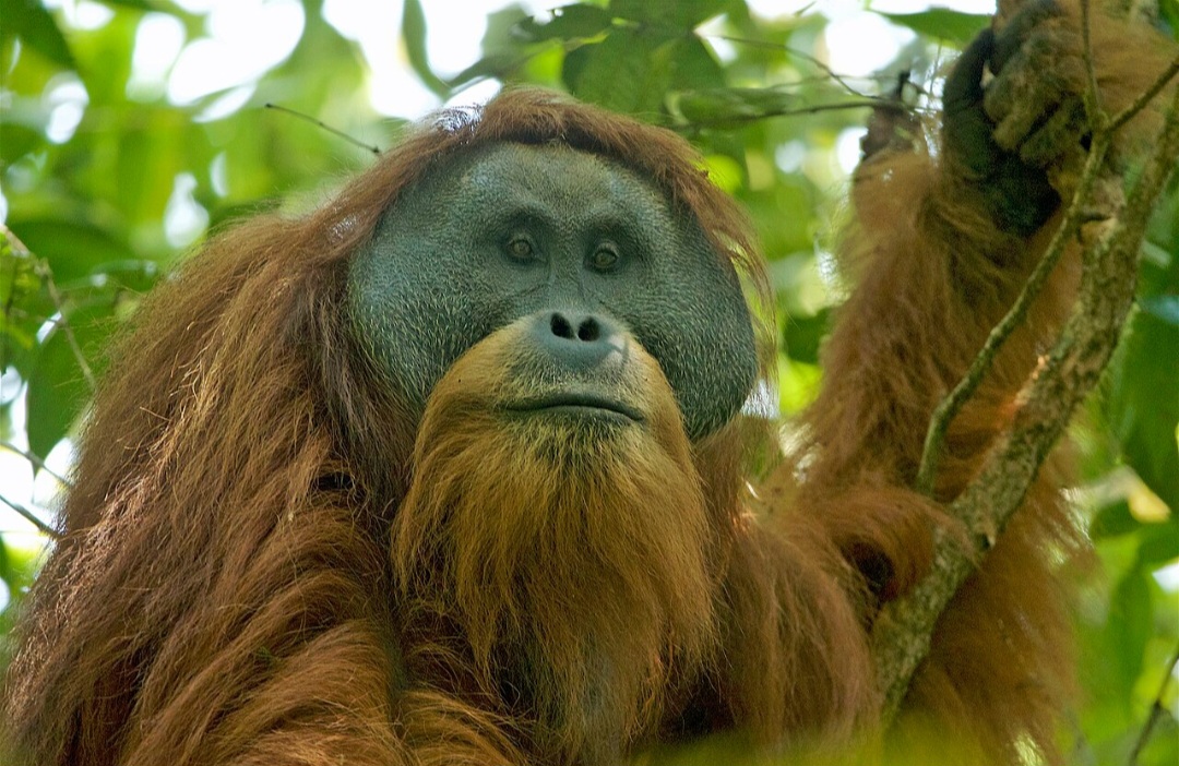 O Orangotango-de-tapanuli (Pongo tapanuliensis) é da ilha de Sumatra, na região chamada Batang Toru, na Indonésia. Infelizmente, menos de 800 espécimes restaram ali, restritos às florestas tropicais fragmentadas dessa região. - Tim Laman wikimedia commons 