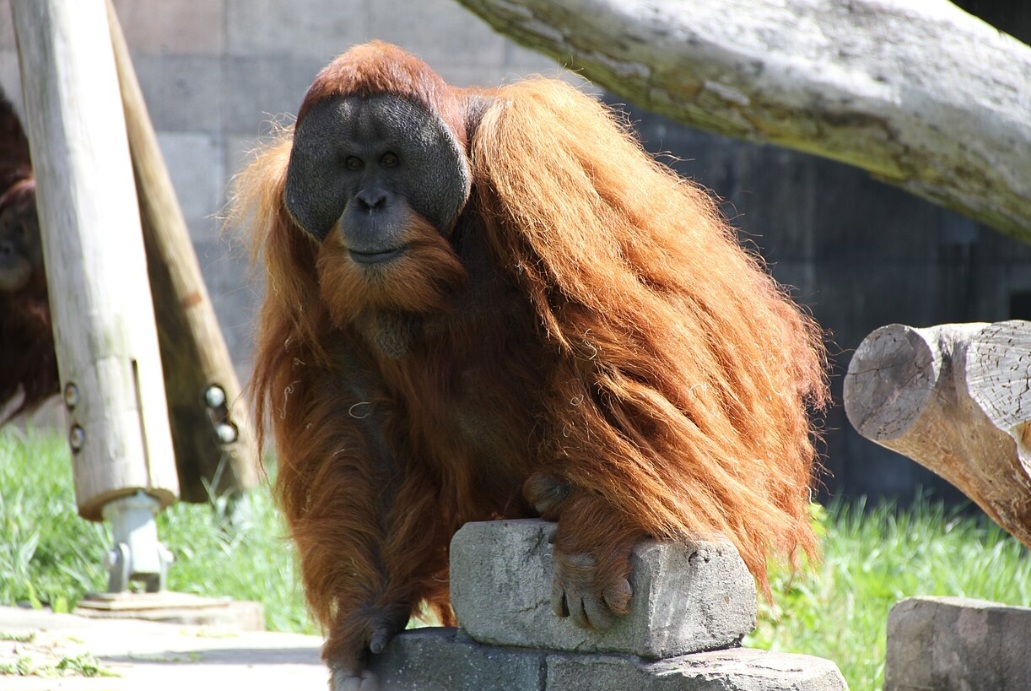 O Orangotango-de-sumatra (Pongo abelii) é quase exclusivamente arbóreo, vivendo entre as árvores das florestas tropicais. A espécie era distribuída por toda a ilha de Sumatra, além de Java e no Bornéu. Atualmente, está restrita ao norte da Sumatra, nas províncias Sumatra Setentrional e Achém. - Andrew Regan wikimedia commons 