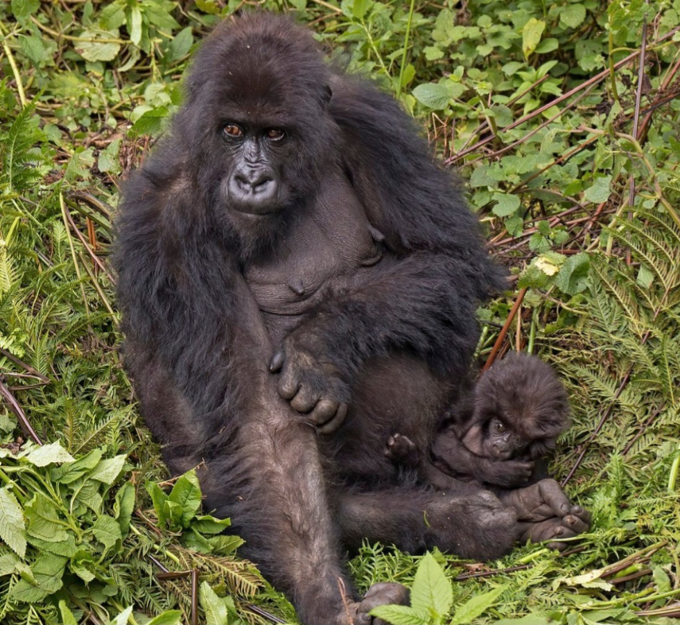 Em pé, o Gorilla beringei beringei pode medir entre 1,2 e 1,76 metro,  pesando entre 130 a 200 quilos. Eles são encontrados na África Central, no sudoeste de Uganda, no noroeste de Ruanda, e no leste da República Democrática do Congo. - Charles J. Sharp wikimedia commons 