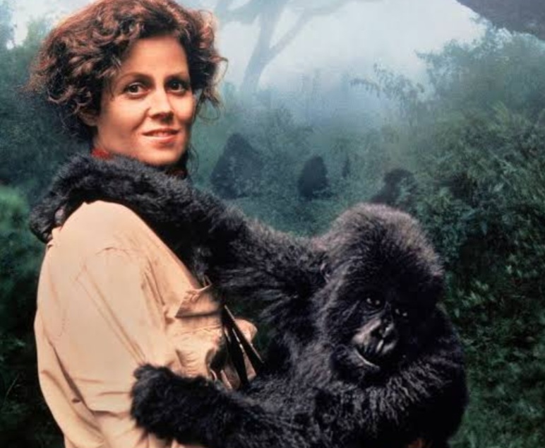 Os gorilas da montanha são uma espécie que inspirou o filme "Nas montanhas dos gorilas", estrelado por Sigouney Weaver, em 1988.   - Divulgação