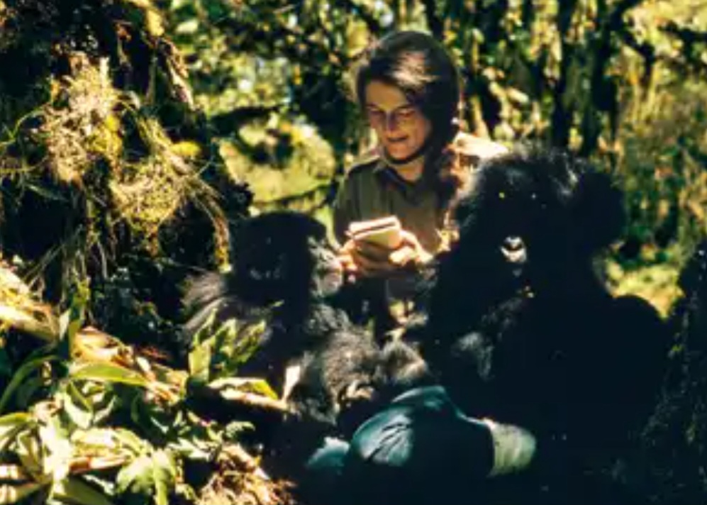 O filme se baseia na vida real da pesquisadora Dian Fossey, que viveu durante anos na selva, convivendo e estudando os primatas. Ela foi assassinada por exploradores que matavam os animais para comércio.  - Foto de Robert I.M. Campbell, National Geographic Creative