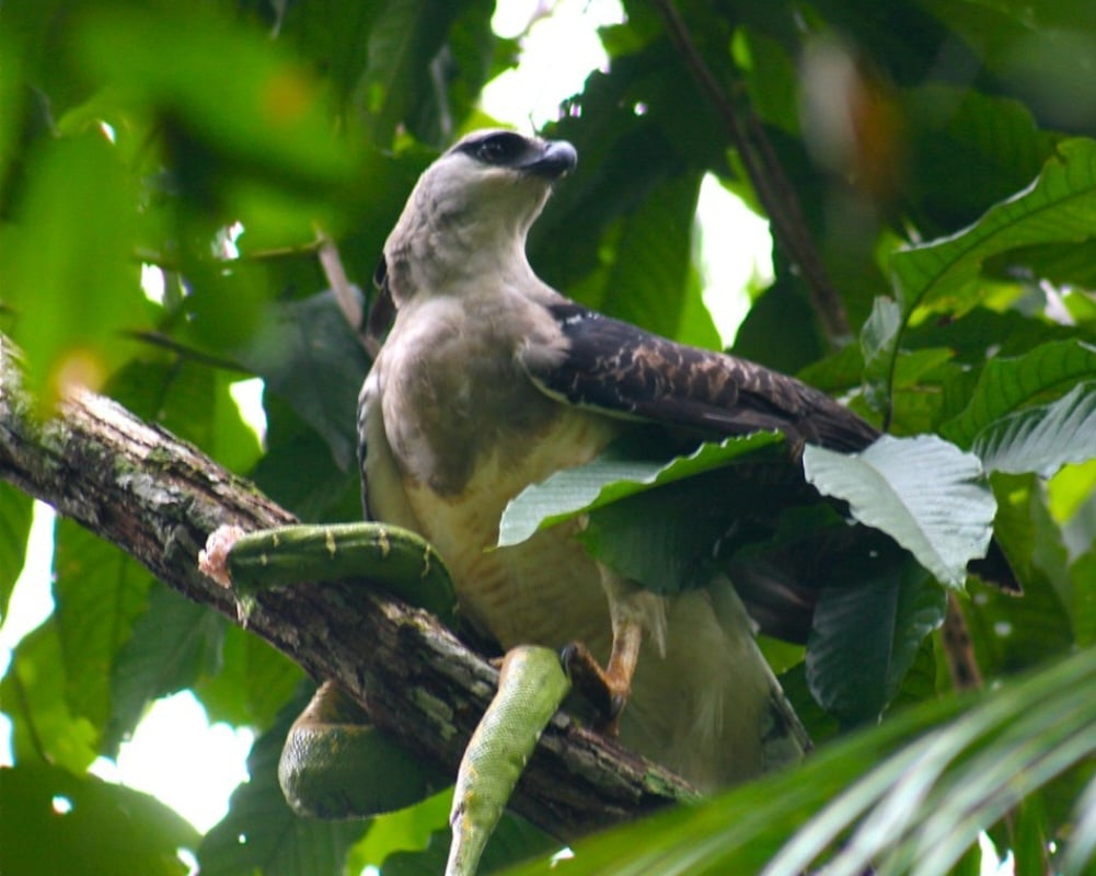 O uiraçu é uma ave de rapina nativa das florestas tropicais da América Central e do Sul. Ele é mais comumente encontrado na Amazônia, que abrange Brasil, Peru, Colômbia, Equador, Venezuela, Suriname, Guiana e Bolívia. E também pode ser encontrada em florestas da América Central. -Alex Lee wikimedia commons 