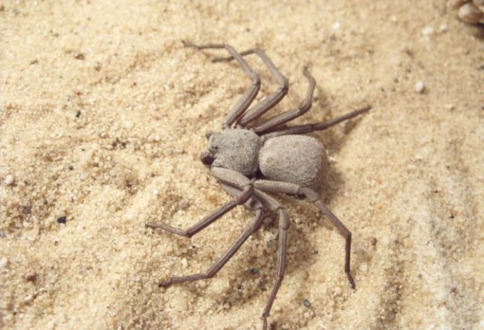 Aranha-violinista (loxosceles reclusa)