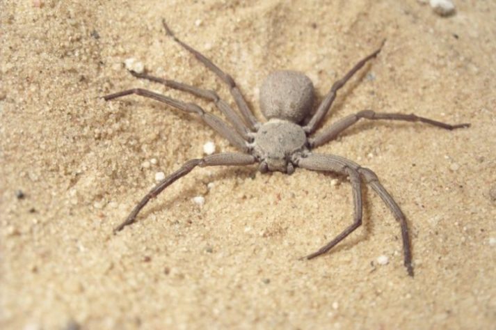 Aranha-violinista (loxosceles reclusa)