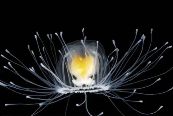Esta água-viva é capaz de reverter o processo de envelhecimento, pois é geneticamente capaz de retornar à sua forma de pólipo (como se o humano voltasse a ser bebê) e por isso, é o animal de vida mais longa do mundo, sendo praticamente imortal. - Reprodução Cebimar/USP