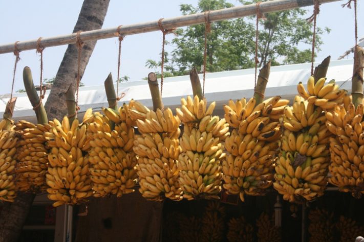 Cachos de banana