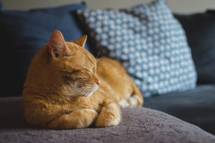 Gato