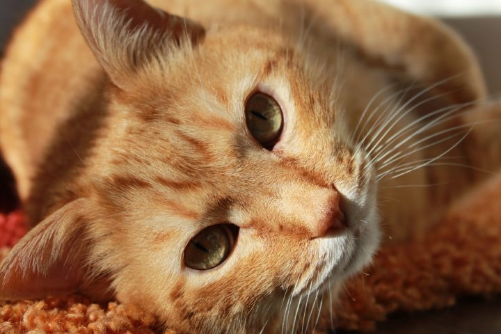 Gatos: Não conseguem saborear o doce, pois não têm os receptores gustativos para isso. Os gatos são mamíferos domesticados e ágeis. Vivem em ambientes urbanos ou rurais. Vivem em média 12 a 18 anos.

