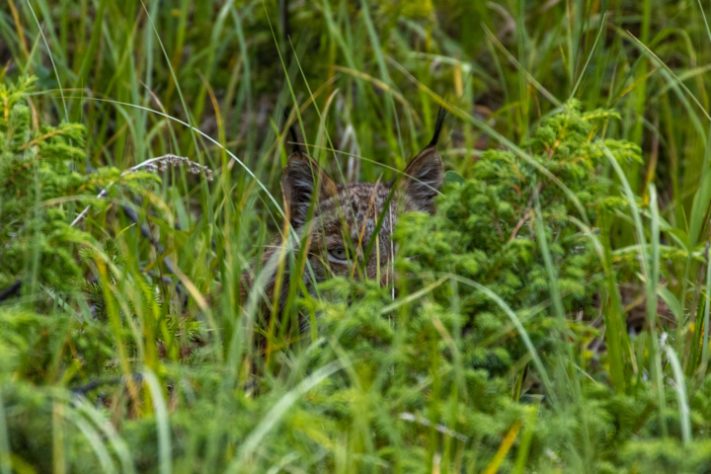 Lince-do-canadá