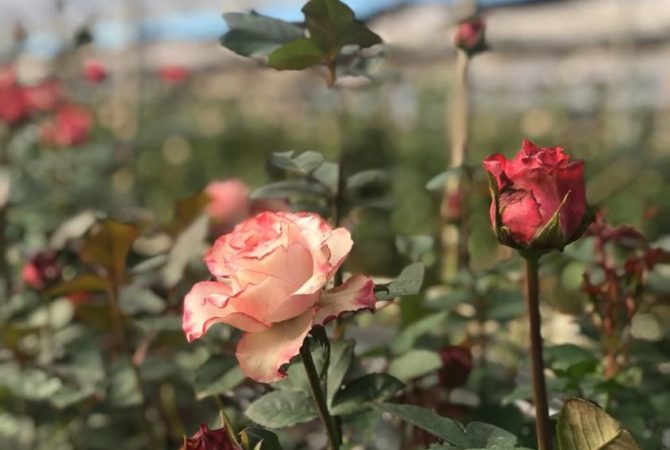 Estudo revela que protuberâncias nos galhos das rosas não são espinhos