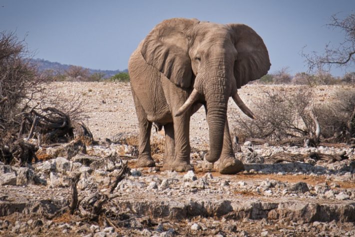 Namíbia - elefante