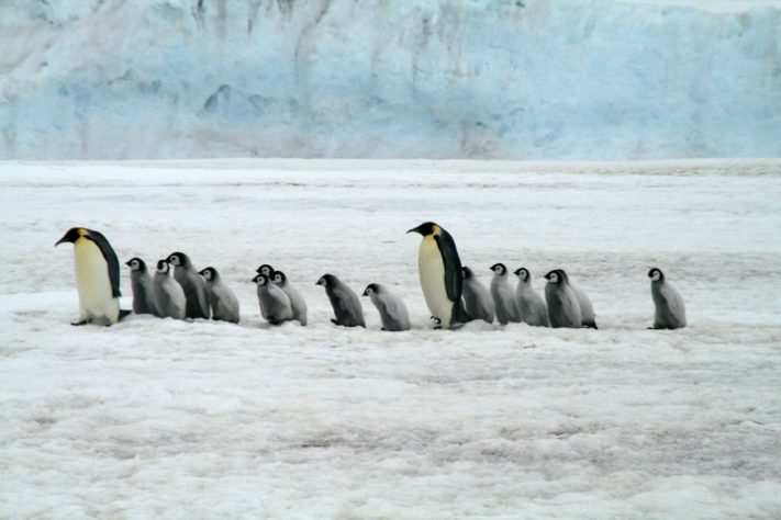 Pinguim-gentoo (Pygoscelis papua)