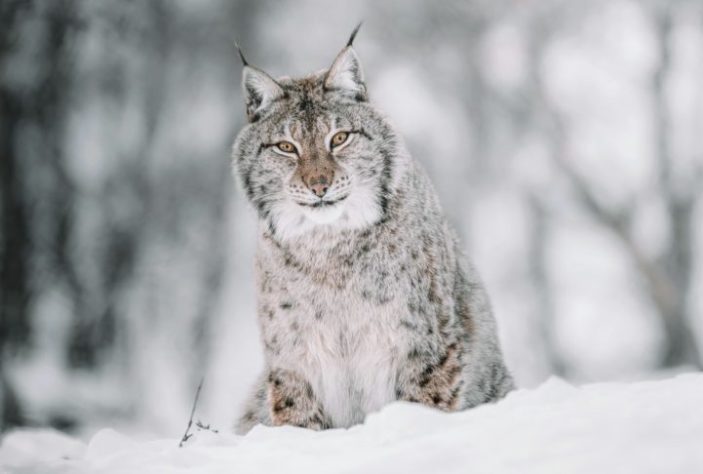Lince-do-canadá