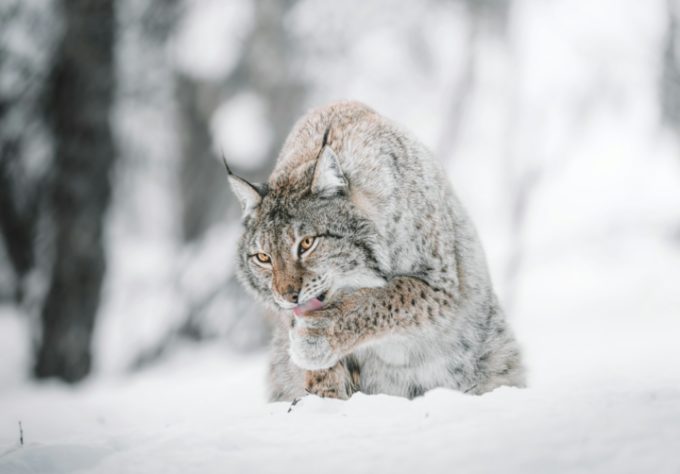 Lince-do-canadá