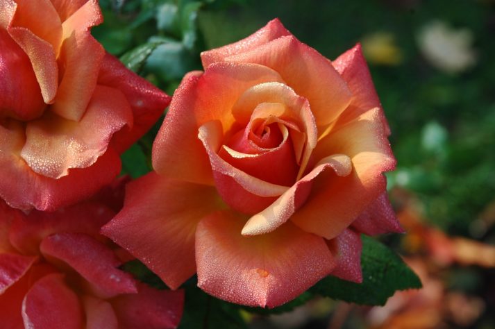 Rosas