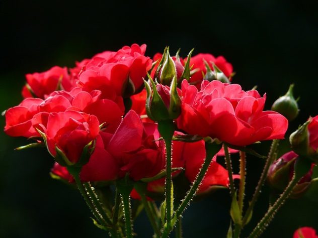 Rosas