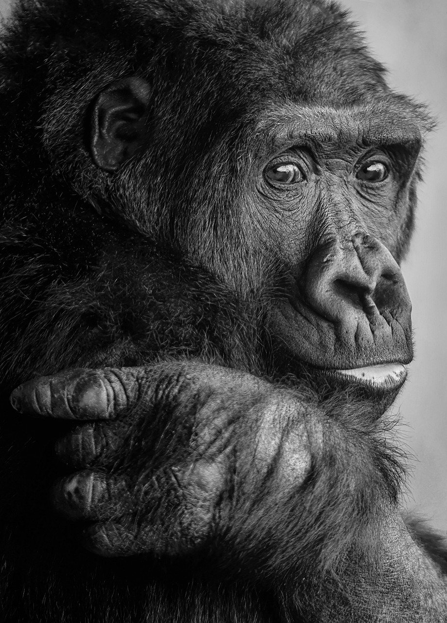 O maior primata do mundo, o Gorila-de-grauer (Gorilla beringei graueri), distingue-se dos outros gorilas por seu corpo robusto, mãos grandes e focinho curto.  - Imagem de Angela por Pixabay

