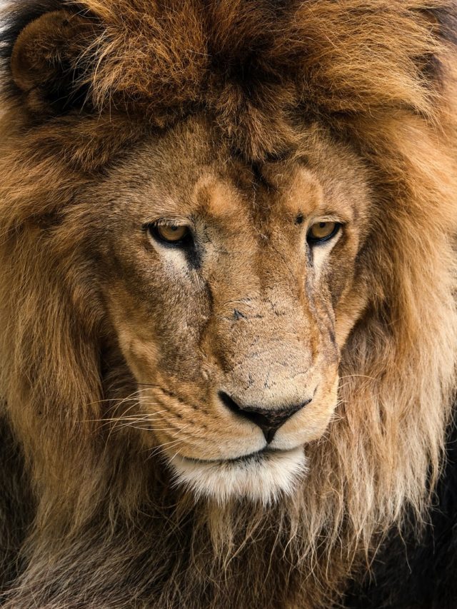 Check-up “selvagem”:  Leão encara ressonância magnética em Curitiba