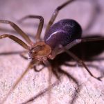 Aranha-violinista (loxosceles reclusa)