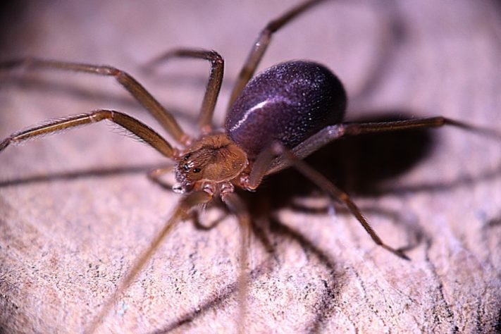 Aranha-violinista (loxosceles reclusa)