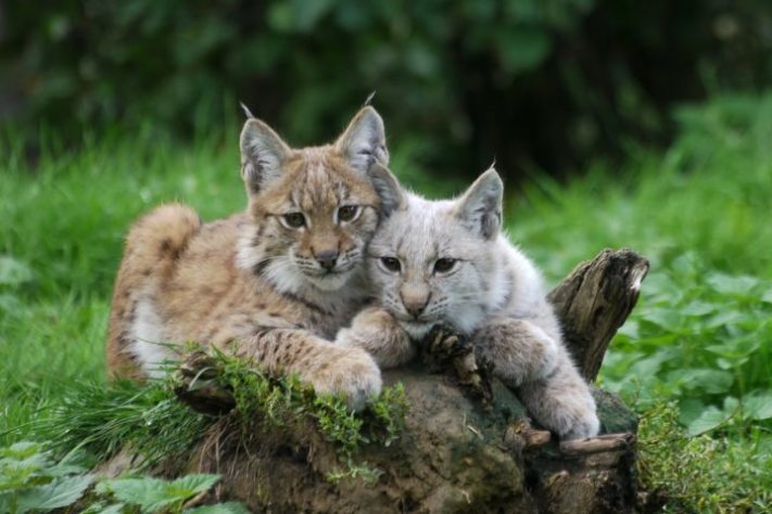 Lince-do-canadá