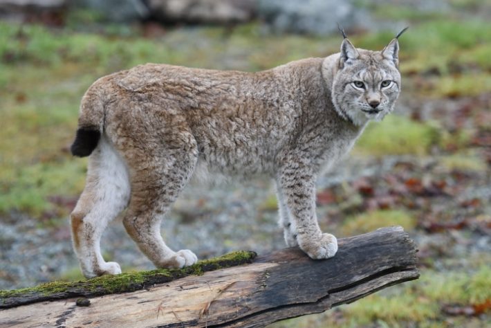 Lince-do-canadá