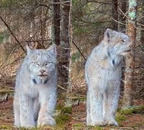 Felino raro, lince foi flagrado em floresta remota americana