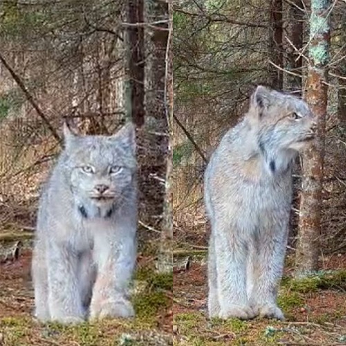 Montagem - Lince-do-canadá
