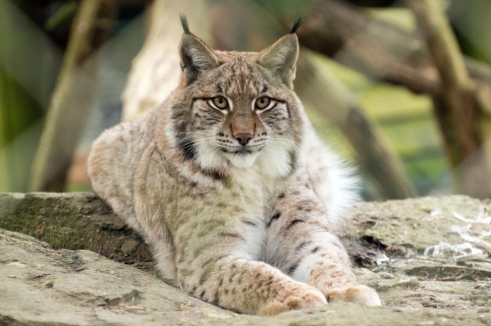 Lince-do-canadá