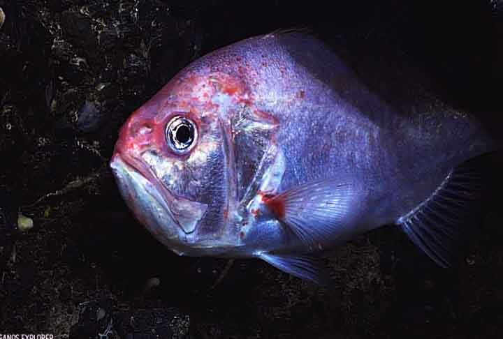 O maior peixe-relógio já encontrado tinha 75 cm de comprimento, pesava cerca de 7 kg e viveu 150 anos. -  Divulgação Marine Bio