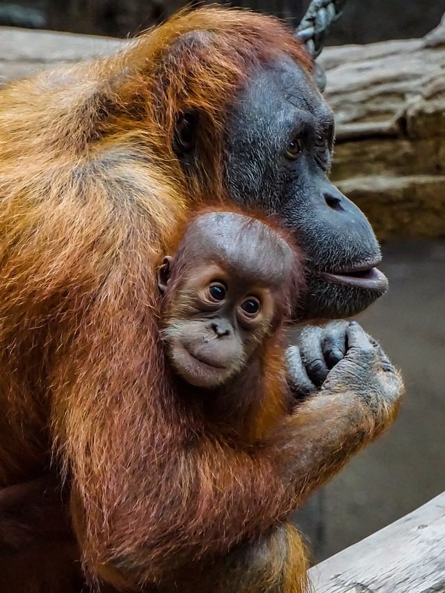 Primatas formidáveis: Os maiores macacos do mundo