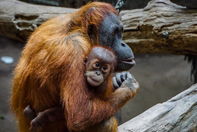 Os maiores primatas do mundo; veja só