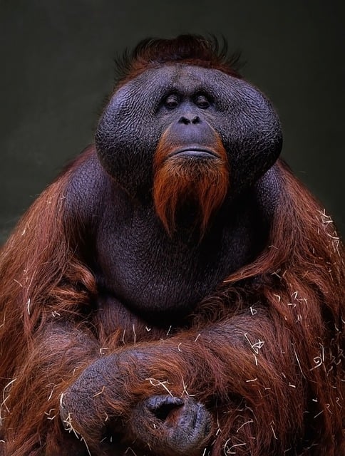 O Orangotango-de-bornéu (Pongo pygmaeus) é uma espécie nativa de Bornéu, como seu nome indica, habitando as províncias de Sabá e Sarawak, na Malásia, além do estado indonésio de Kalimantan. Ele pesa entre 30 e 100 quilos, e mede entre 1,0 e 1,4 metro.  - Imagem de Angela por Pixabay