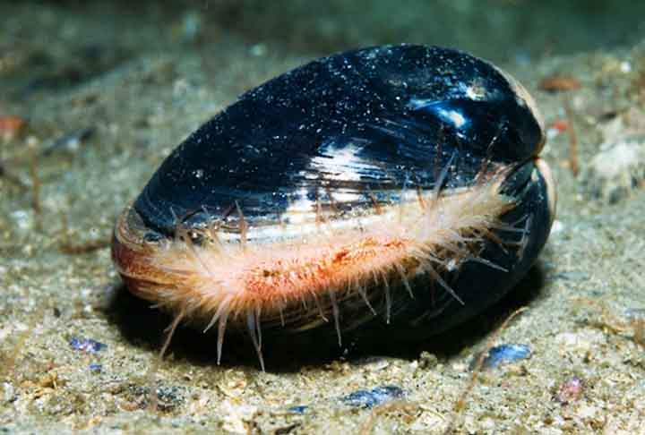 O quahog do oceano (Artica islandica) é o molusco mais longevo que existe. Foi descoberto por acidente, quando um grupo de biólogos decidiu estudar o "Ming", considerado o molusco mais antigo do mundo. 
 - Divulgação OSPAR