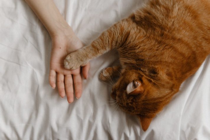Gato