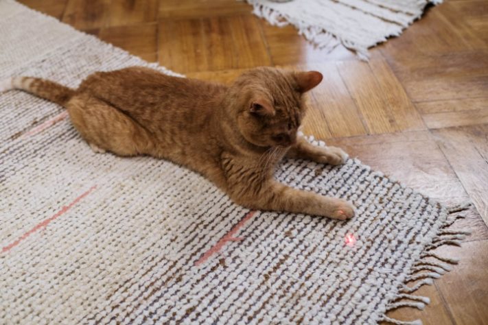 Gato