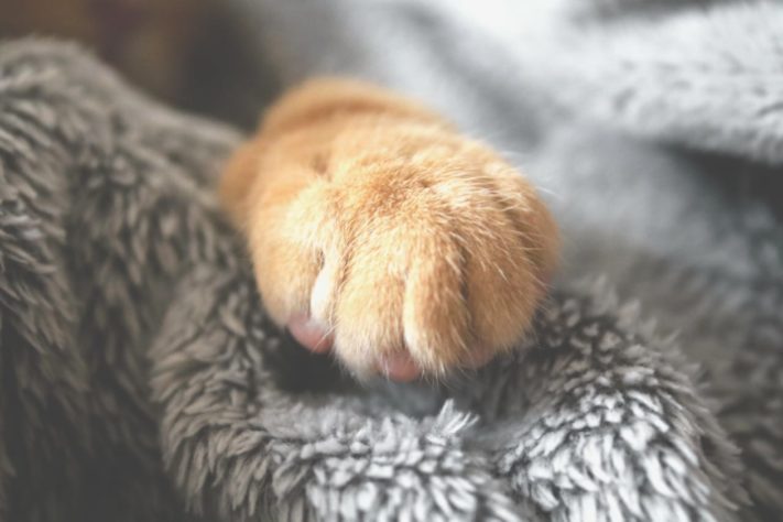 Pata de gato