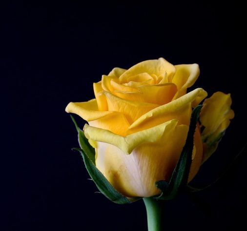 Rosas