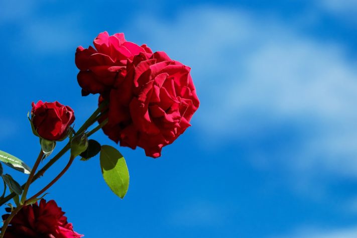 Rosas
