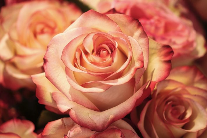 Rosas
