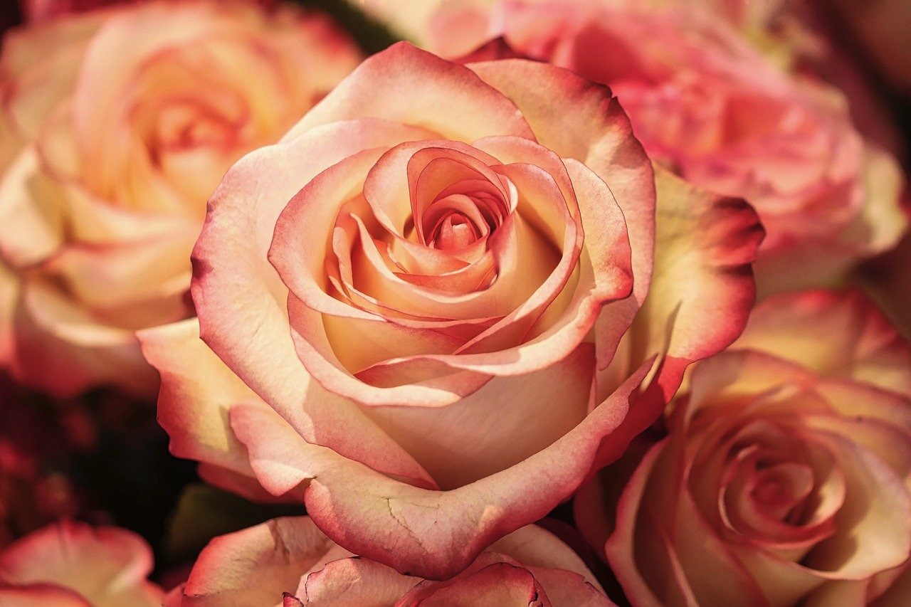 No entanto, agora um estudo afirma que as rosas, na verdade, não têm propriamente espinhos, mas, sim, pontas afiadas, duras e secas que também existem em certos arbustos, árvores e, claro, cactos.
 
