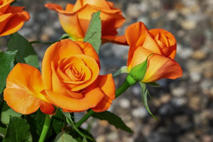 Rosas
