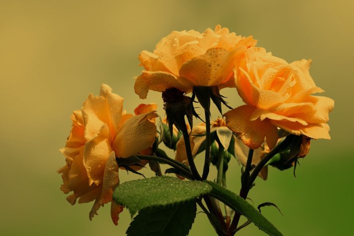 Rosas