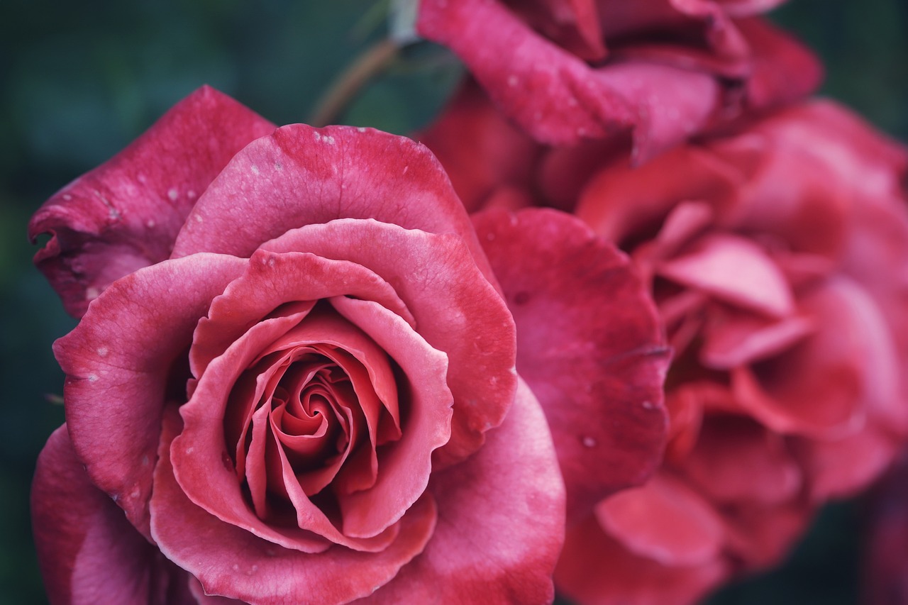 Em diferentes culturas, ela é associada ao sagrado, ao feminino e à beleza efêmera. Com tantas histórias, formas e cores, a rosa segue como a rainha das flores. 
