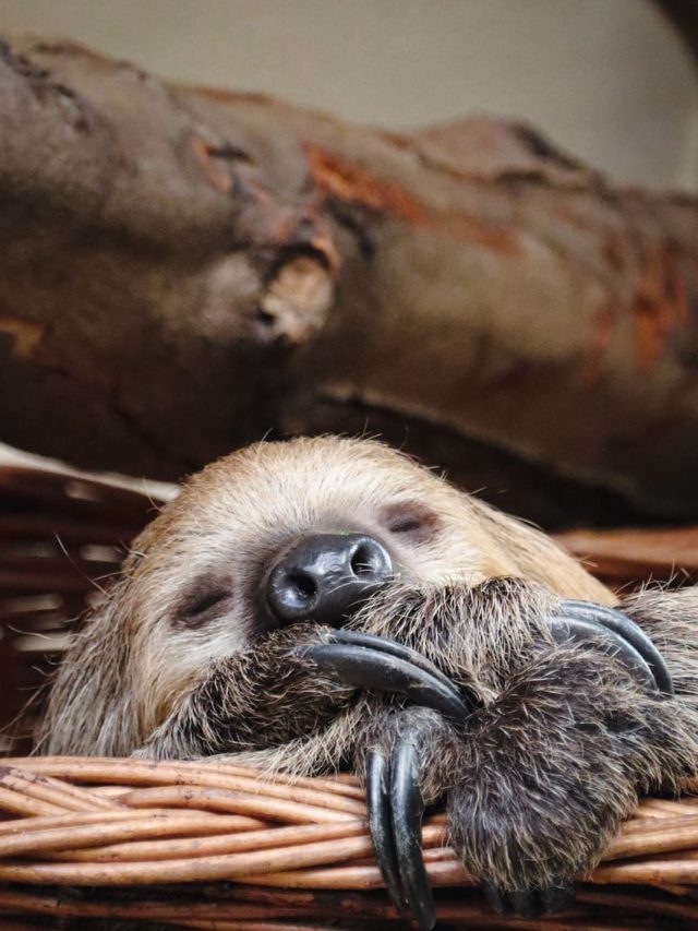 Sem pressa: Os animais mais lentos do mundo