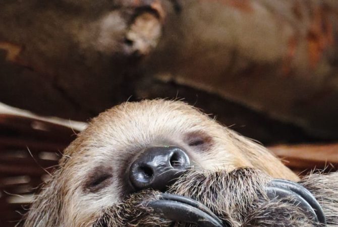 Sem pressa: Os animais mais lentos do mundo