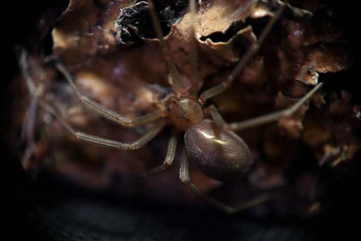 Aranha-violinista (loxosceles reclusa)