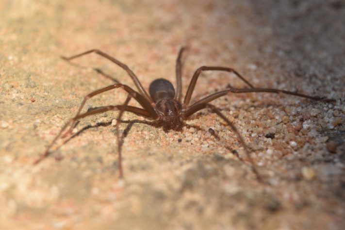 Aranha-violinista (loxosceles reclusa)