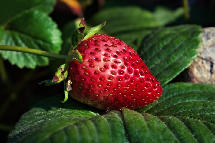 Morango
